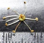  Male flower (lower view)